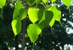 Bodhi tree Stories about urbanization