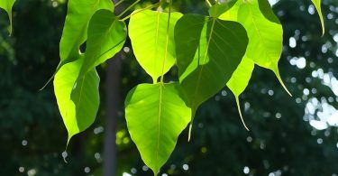 Bodhi tree Stories about urbanization