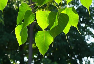 Bodhi tree Stories about urbanization