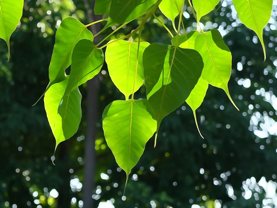 Bodhi tree Stories about urbanization