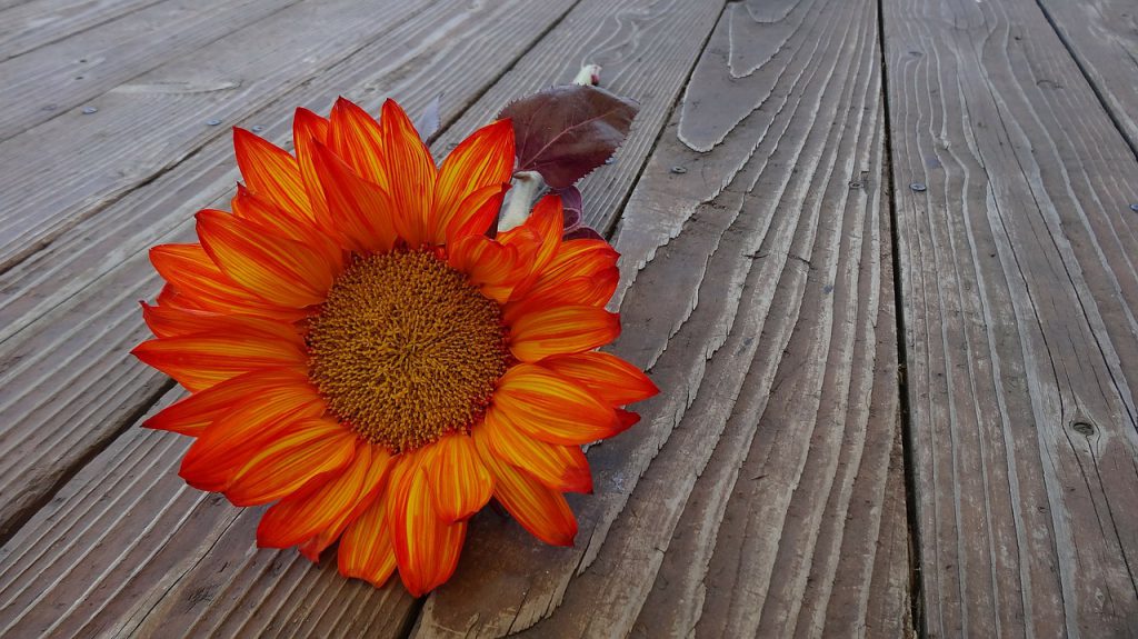 thanksgiving sunflower poems about thanksgiving