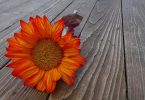 thanksgiving sunflower poems about thanksgiving
