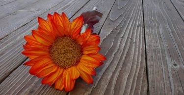 thanksgiving sunflower poems about thanksgiving