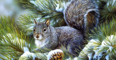 christmas stories squirrel