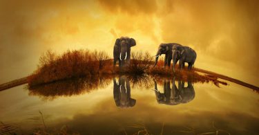 stories about environment for kids elephants