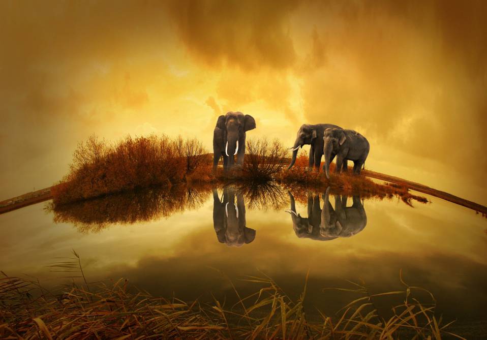 stories about environment for kids elephants