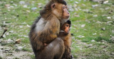 poems about fear mother and baby monkey