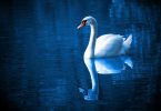 beautiful swan in lake
