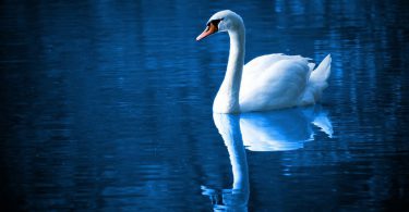 beautiful swan in lake