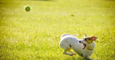 Dog playing with a ball