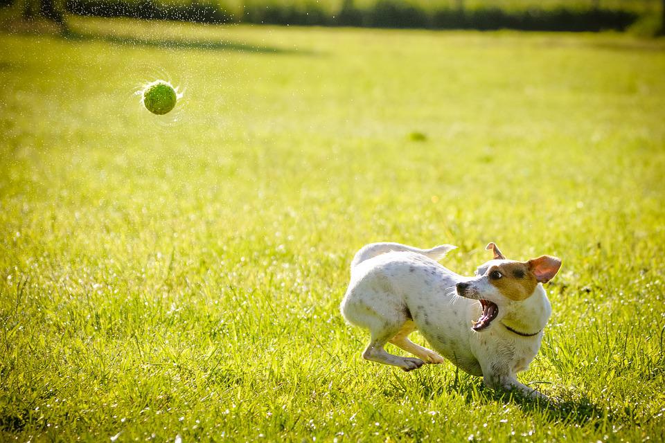 Dog playing with a ball