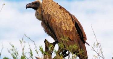 vultures poems about society