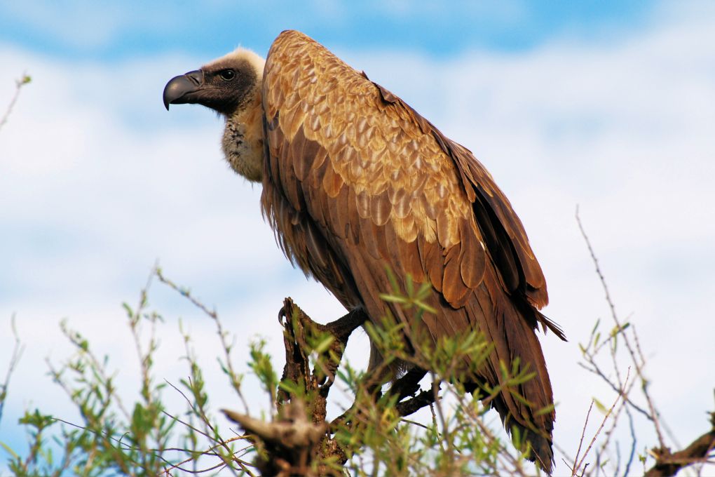 vultures poems about society