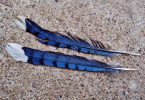 blue jay bird feather stories by children
