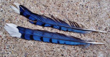 blue jay bird feather stories by children