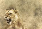 african lion lioness jungle