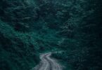 winding road in a thick forest