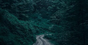 winding road in a thick forest