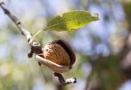 almond tree poems about society life