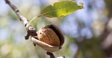 almond tree poems about society life