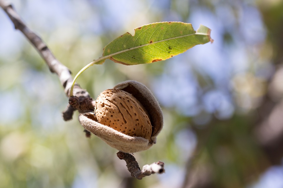 almond tree poems about society life