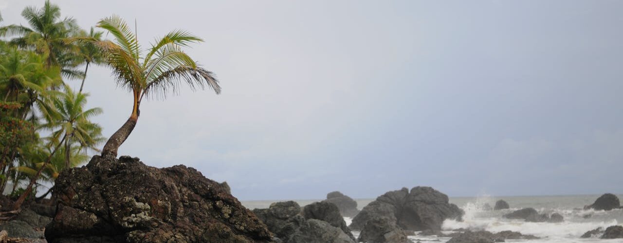 windy seashore with coconut trees