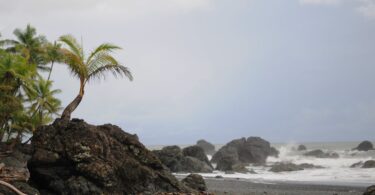 windy seashore with coconut trees