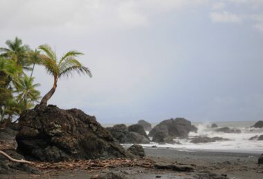 windy seashore with coconut trees