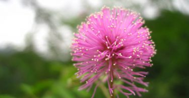 pink flowers nature close up