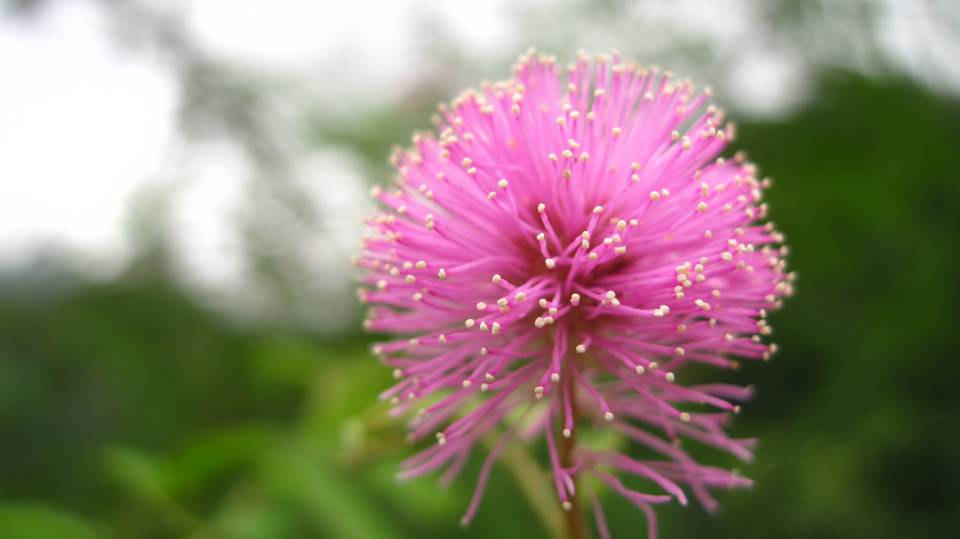 pink flowers nature close up