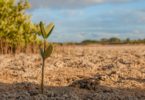 sapling mangrove dry earth