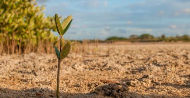 sapling mangrove dry earth