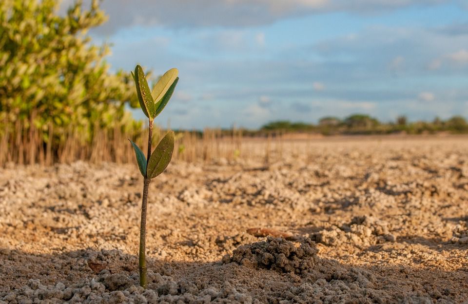 sapling mangrove dry earth