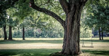 branches swing poems about love childhood