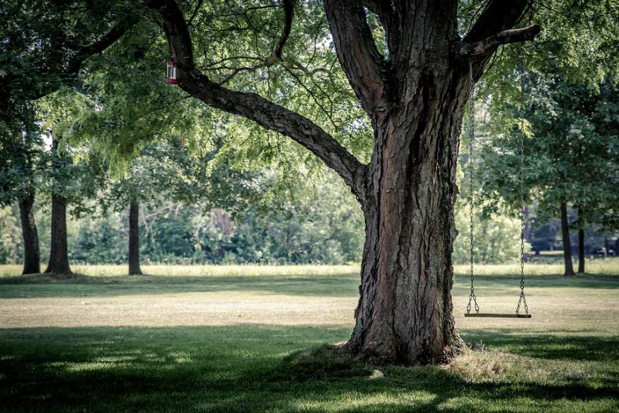 branches swing poems about love childhood