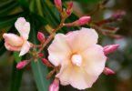 Nerium oleander tell a tale