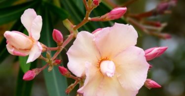 Nerium oleander tell a tale