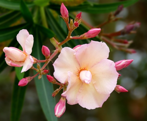 Nerium oleander tell a tale