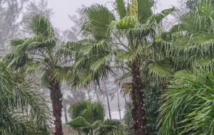 monsoons in india