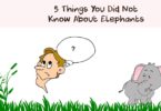 facts about elephants books