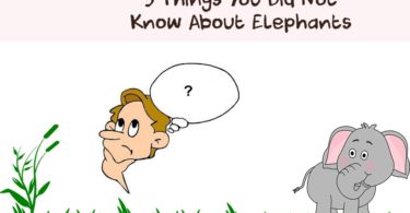 facts about elephants books