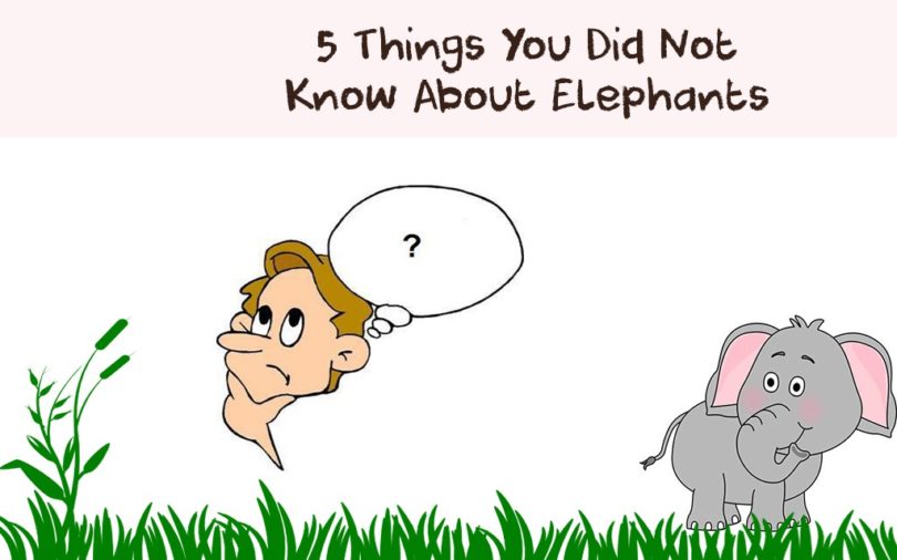 facts about elephants books