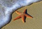 starfish on the beach sea