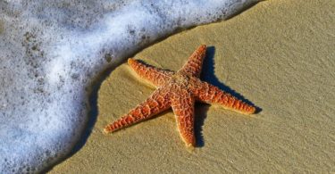 starfish on the beach sea