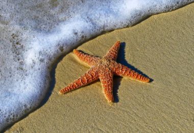 starfish on the beach sea