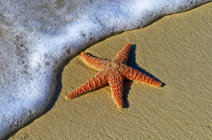 starfish on the beach sea