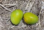 basket of mangoes