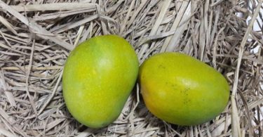 basket of mangoes