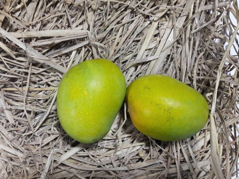 basket of mangoes