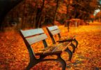 Bench in the park with maple leaves